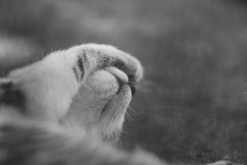 Cat covers its eyes with hand : Monochrome, Close up