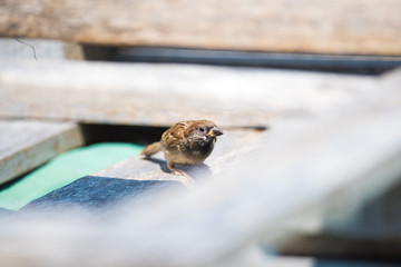 Sparrow standing on wood