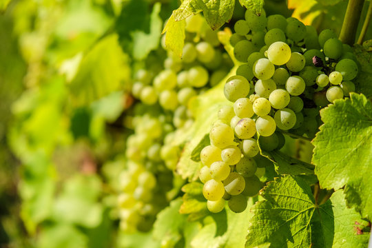 Fresh Riesling white grape bunch hanging from vine in winemaking region