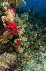 Gorgonia garden over the reef peak in Shaab Abu Nuhas red sea