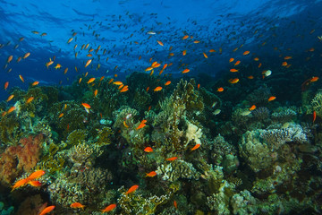 School of sea goldie fish swim over the coral garden in shaab abu nuhas