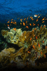 School of sea goldie fish swim over the fire coral in shaab abu nuhas