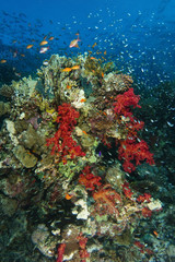 Fototapeta na wymiar School of sea goldie and dwarf sweeper swim over the coral garden