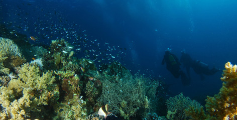 Scuba divers explore coral garden