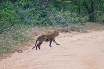Leopard walking