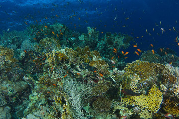 School of sea goldie fish swim over the fire coral garden in shaab abu nuhas