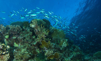 School of silver fish swim over the coral garden