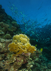 School of silver fish swim over the big fire coral in coral garden