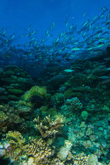 School of silver fish swim over the color coral garden
