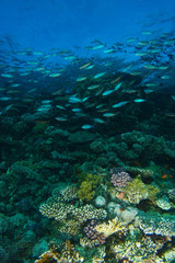 Fototapeta na wymiar School of silver fish swim over the reef