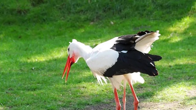 Storch klappert