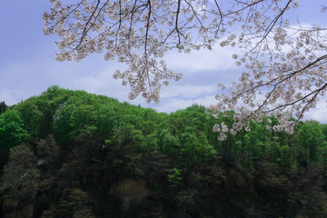 桜と森の木々