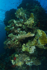 Fototapeta na wymiar Coral wall in dramatic light