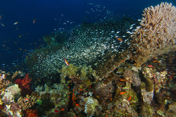 School of Dwarf sweepers over the table coral