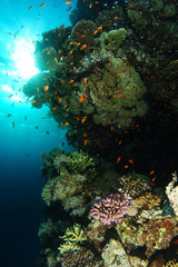 Fototapeta na wymiar School of sea goldie over the coral wall