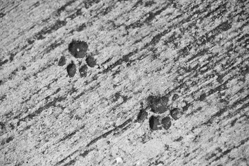 Monochrome: Cat footprint