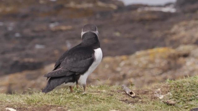 Puffin behaviour