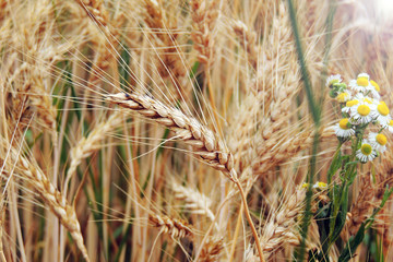 abstract background. wall