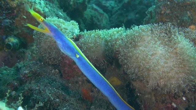 Blue ribbon eel stretches out of reef, POV