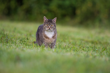 Kater in einer Wiese