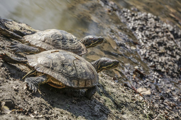 tortoises by lake