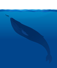 A large whale meets a diver under the water
