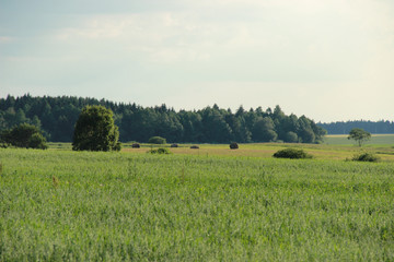 Fototapeta premium field