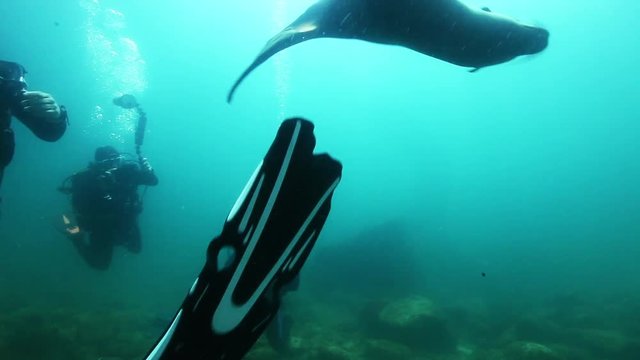 POV Sea Lion bites scuba diver flipper