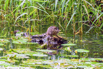 The duck floats in the pond