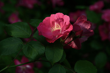 Rosa