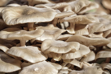 Mushrooms as a abackground