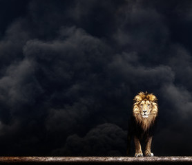 Naklejka na ściany i meble Portrait of a Beautiful lion, lion in the dark smoke