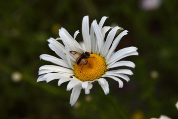 Obraz premium Margherita con ape