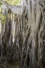 バニヤンの木