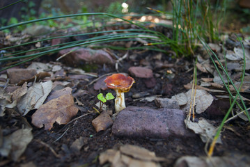 Seta en el bosque
