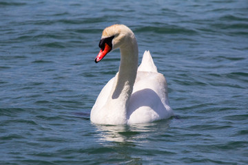 Swans in Petite Camargue, on the pond of Berre on Provence