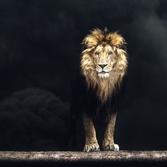 Portrait of a Beautiful lion, lion in the dark smoke
