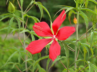 赤いアメリカフヨウの花