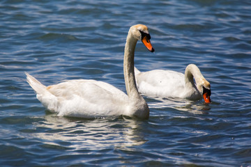 Swans in Petite Camargue, on the pond of Berre on Provence
