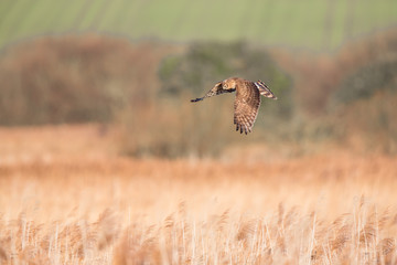 Hen harrier