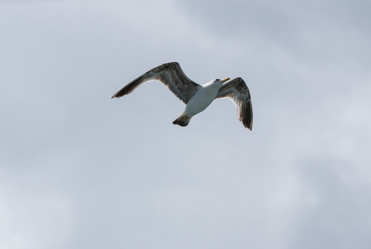 View on seagull