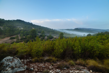 Obraz premium Green tree forest background, beautiful view on fresh pines 