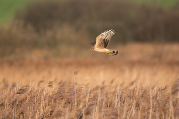Hen harrier