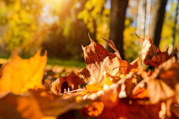  fallen leaves in autumn forest at sunny weather