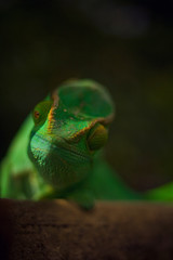 Chameleon twinker