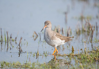 Redshank