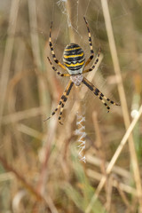 Wasp Spider