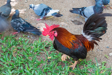 ニワトリ・鳥・ハト