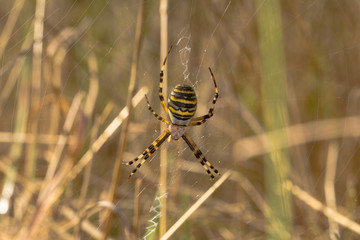 Wasp Spider