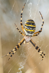 Wasp Spider